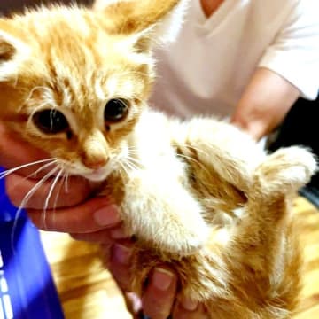 雨の夜、側溝で震えていた子猫「助けなくちゃ」→ぬいぐるみと大暴れするビビりでやんちゃな甘えん坊に