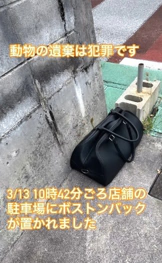 「さぞかし苦しくて怖かったでしょう」ボストンバッグに閉じ込められた子猫2匹　警察が捜査「今からでも自首して謝って」