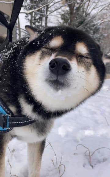 「初めて見ました」柴犬さんのキス待ち顔にネット歓喜「ほっぺにお願いして良いですか？」