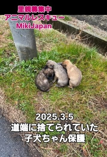 飼い主がそのまま放置！？→道端にうずくまる子犬たちを保護　「大事な大切な尊い命なのに」