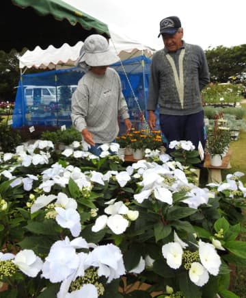 色鮮やかな季節の花や熱帯果樹を販売　「沖縄市春の大植木市」16日まで