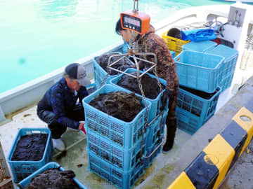 宮古島・狩俣漁港、モズク水揚げの最盛期　今期は1000トンの見込み　前年度比200トン増