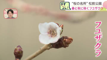 北海道南部の桜の名所“松前公園”でフユザクラが咲き始める　ソメイヨシノより早く咲く“超早咲きのサクラ”は春と秋の年2回開花　北海道松前町