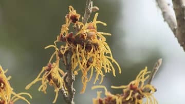 春の訪れを告げる「マンサク」の花が見頃　三重・紀北町