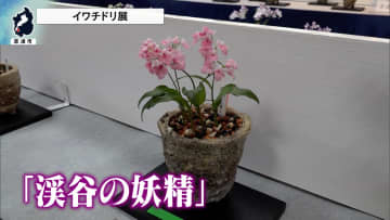 「渓谷の妖精」イワチドリ展