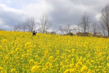 【堺】ハーベストの丘で50万本の菜の花が満開！チューリップやいちご狩りも