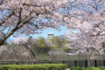 約3,000本の桜や春の花々を楽しむ！「大阪城 春まつり 2025」開催