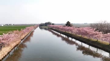 水面を鮮やかに彩る濃いピンクの花　水路沿いに植えられた河津桜が満開