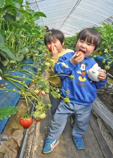 甘いイチゴ おいしい　千葉農園今季オープン　一関・川崎【岩手】