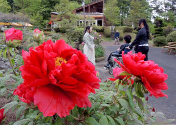 まばゆき真紅の大輪　一関・花と泉の公園　ボタン開花
