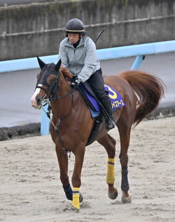 【天皇賞】サンライズアースG1制覇へ陣営自信「スタミナとパワーは一級品」「この馬のスタミナが生きれば」
