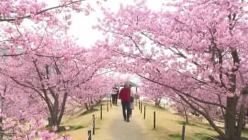 河津桜が見ごろ　例年より3週間ほど開花遅れる　山口・上関町