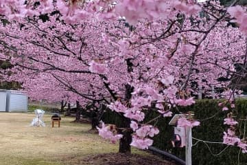 古座川町鶴川公園で河津桜が満開、ライトアップも