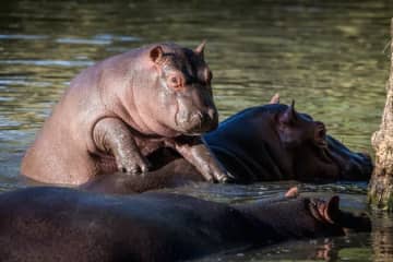 カバの「マル」、お湯が溜まるまで待つ姿に注目集まる⇨「人間だってお風呂沸くまでは待機ですもの」山口・徳山動物園