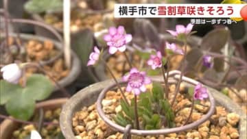 春を告げる花「雪割草」見頃　ハウスに並ぶ40種類500鉢、かれんな花が咲き誇る　秋田・横手市