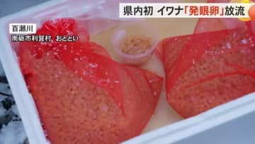 イワナ原種の発眼卵２万粒を放流　 南砺市で県内初実施　稚魚になる生残率は8割以上