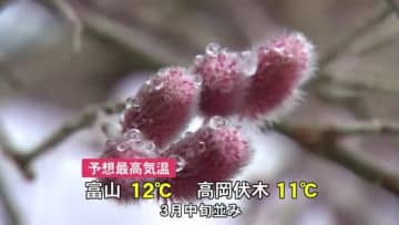 3月中旬並みの春の陽気に　富山市の内山邸では職員がフリソデヤナギを雪の中から掘り起こす