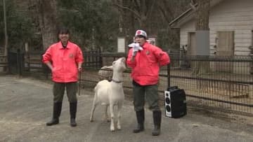 8匹が“立候補”…富山市ファミリーパークで人気No.1の動物を選ぶ選挙始まる カピバラやアナグマなど