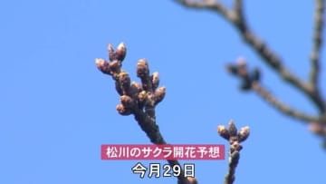 富山市の松川では桜の季節を迎える準備 県内は青空が広がる