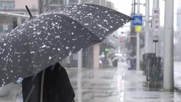 雪積もらせ寒そうに 富山県内は寒の戻りの一日に 平地でも雪