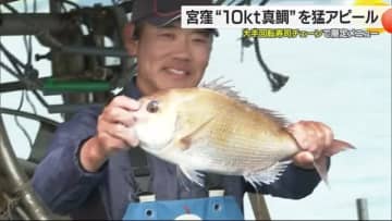 来島海峡の激流にもまれた「１０ｋｔ真鯛」今治・宮窪の漁師がくら寿司バイヤーにＰＲ【愛媛】