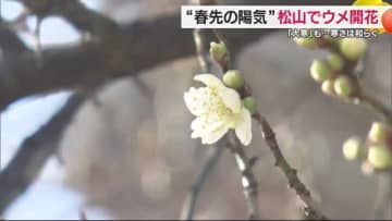 「季節の移りかわりを感じますよね」松山地方気象台が２０日にウメの開花を発表【愛媛】