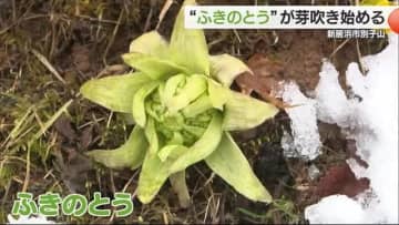 新居浜市・別子山のゆらぎの森で春の訪れ告げる“ふきのとう”芽吹く「春がもうすぐそこだな」【愛媛】