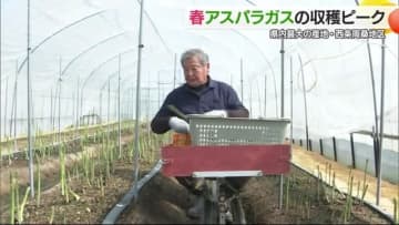 「太くて甘くやわらかい」西条で春アスパラガスの収穫ピーク「肉にまいて食べるのが美味」【愛媛】