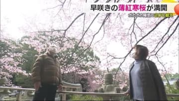 松山の神社が春色に！風物詩“薄紅寒桜”満開「色濃くて好き」愛媛はポカポカ陽気　４地点２０度超【愛媛】