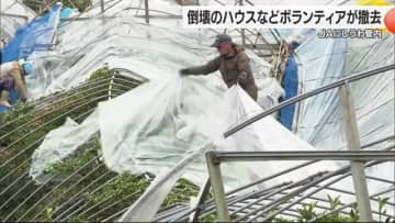 大雪で倒壊した八幡浜市の農業用ハウスをボランティアで撤去作業【愛媛】