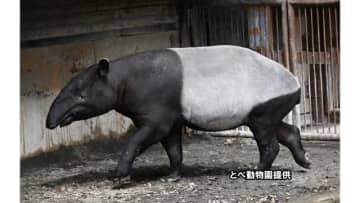 “開園３７年で初めて”　愛媛・とべ動物園のマレーバク妊娠　６月頃に出産予定「種の保存で重要」【愛媛】