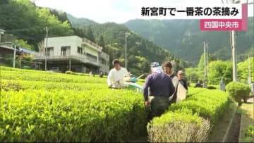 四国中央市新宮で一番茶の摘み取り始まる「急須で煎れてゆったりとした気分でお茶を楽しんで」【愛媛】