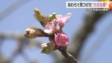 “4月上旬並み”の陽気に誘われ…早咲き桜つぼみ開き始める　あわら市吉崎御坊　例年より遅く開花は20日頃に【福井】