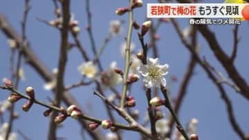 過去10年で“最も遅い”「梅の開花」を気象台が発表　若狭梅の産地では一足早く5分咲き　梅林に甘い香り漂う【福井】