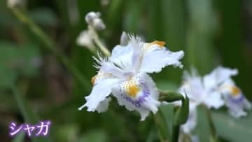 可憐に咲く多年草「シャガ」が見頃　地域の人たちの手入れで復活　美浜町「国吉城址」【福井】