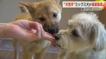 “犬が苦手”なミックス犬「花ちゃん」　預かり中の保護犬「あずきちゃん」に“先輩のお手本”で苦手意識克服！？【福井】
