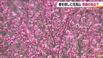 春を見つけに…「福島の桃源郷」も色づき始める　ウメやサンシュユが見ごろ　桜ももうすぐ　福島市・花見山