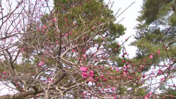 「坂上がっただけでもう暑い…」12日は石川県内各地で気温上昇 七尾で19度など4月中旬から下旬並みに