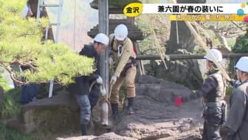 高さ約10m「巣ごもり松」から…金沢・兼六園で雪つりの取り外し作業始まる 園内で目立った雪の被害なし