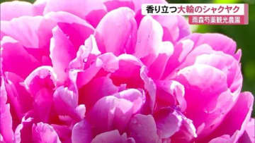 水滴きらめく大輪のシャクヤク5万本！雨森芍薬観光農園でGW後半が見頃【高知】