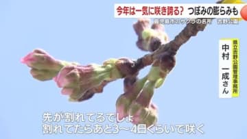 2025年は一気に咲き誇る！？　鹿児島市と鹿屋市の花見スポットの開花状況