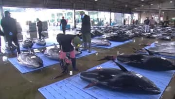 クロマグロの水揚げが最盛期　那智勝浦の漁港で２００キロを超える大物も