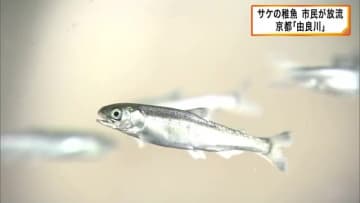 サケの稚魚放流　京都・由良川