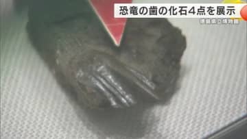 恐竜の歯の化石４点見つかる　徳島県立博物館で8月末まで展示