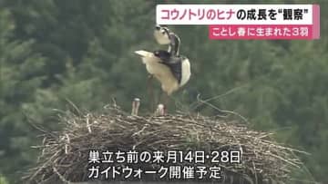 『すくすく成長』先月ふ化のひな　コウノトリの親子を観察できる「ガイドウォーク」　来月にも2度開催予定