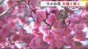 火災を免れたウメの花が力強く咲く　真っ黒に焼け焦げた木の側に色鮮やかな紅梅　岩手県大船渡市