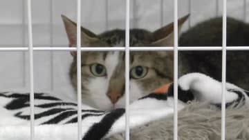 新たな飼い主探す 保護ネコの譲渡会　盛岡市のデパートで初開催　岩手県