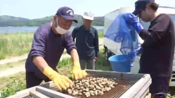 宮古市でアサリ漁解禁…水揚げは前年同期比の約2割　海水温の上昇などが要因か　岩手県