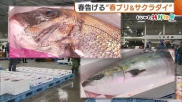 脂のり良くうまみ強い“春ブリ”＆縁起物の“サクラダイ” 春の訪れ告げる魚が旬迎える！新潟