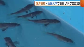 “ノドグロ”約3万7000匹を放流！海洋高校・近畿大学が共同で稚魚飼育「資源維持へ地元高校生の参加が大事」新潟・糸魚川市